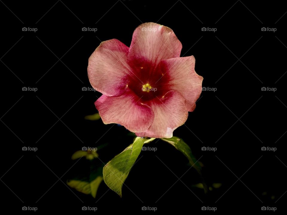 Allamanda flower - close up - beautiful color petals and central portion