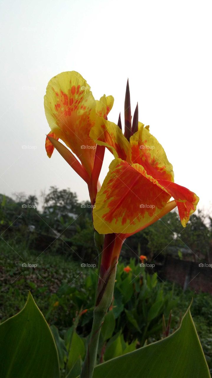 Flower of Musa species.. Beautiful Nature