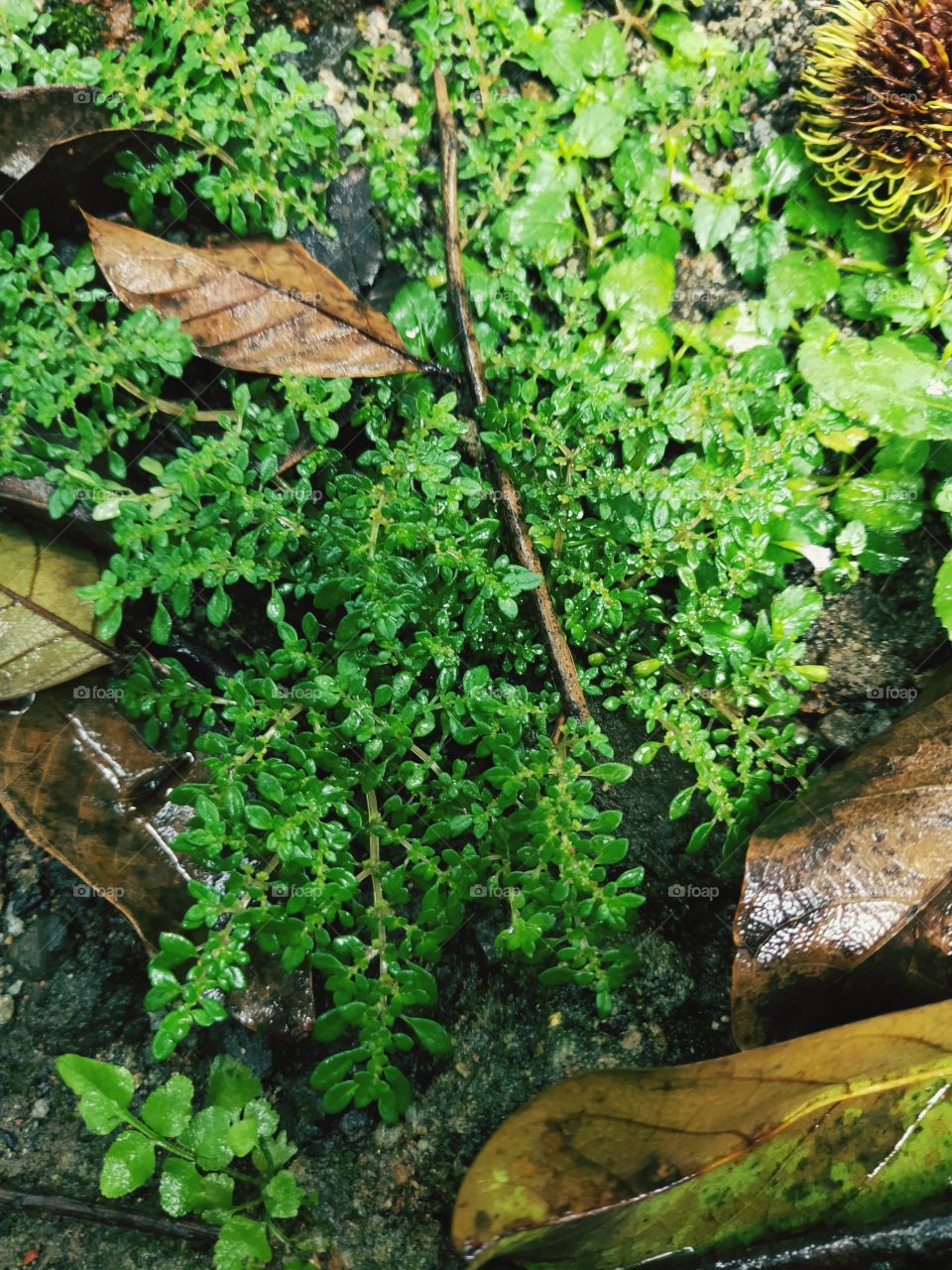 microphyla pilea grass which with dry leaves nearby. plants drenched in rainwater