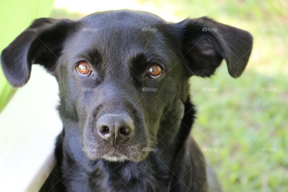 Black Labrador retriever