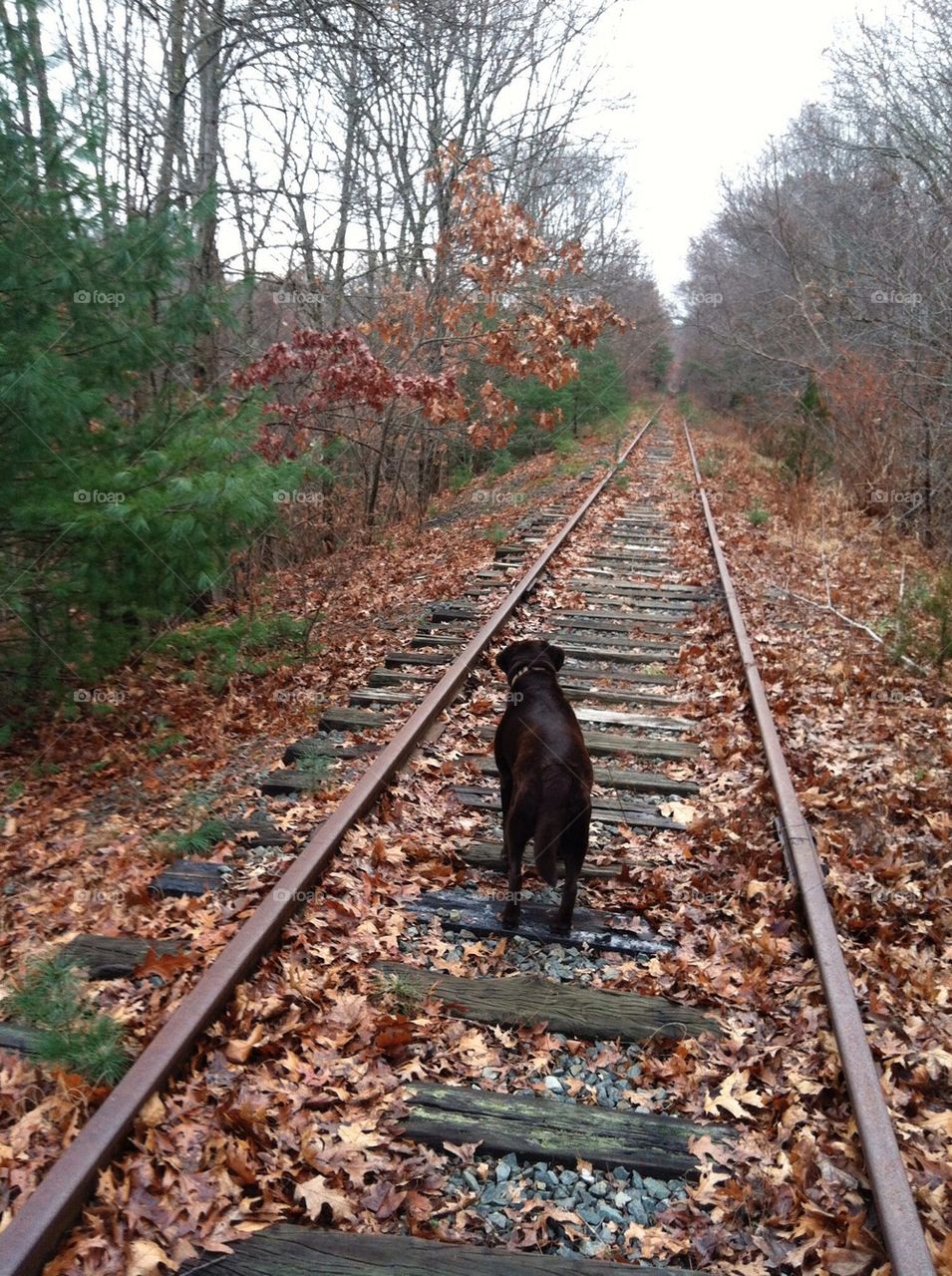 Dog on tracks