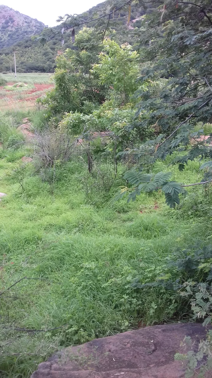 grass lands