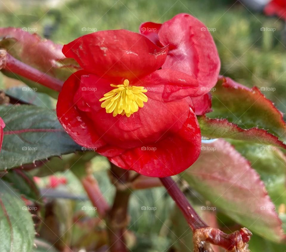 🌹 🇺🇸 Very beautiful flowers to brighten our day.  Live nature and its beauty. Did you like the delicate petals? / 🇧🇷 Flores muito bonitas para alegrar nosso dia. Viva a natureza e sua beleza. Gostaram das pétalas delicadas? 