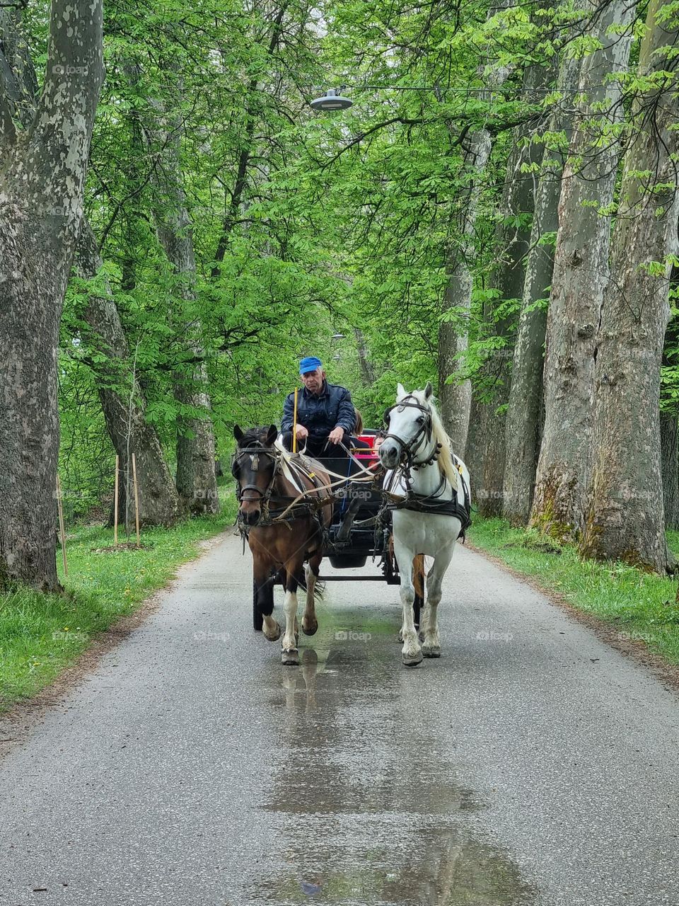 the shortest way to the source of the Bosna River