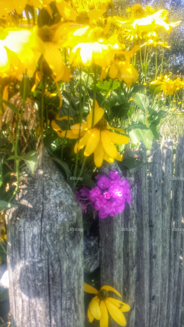 Flowers Thru the Fence