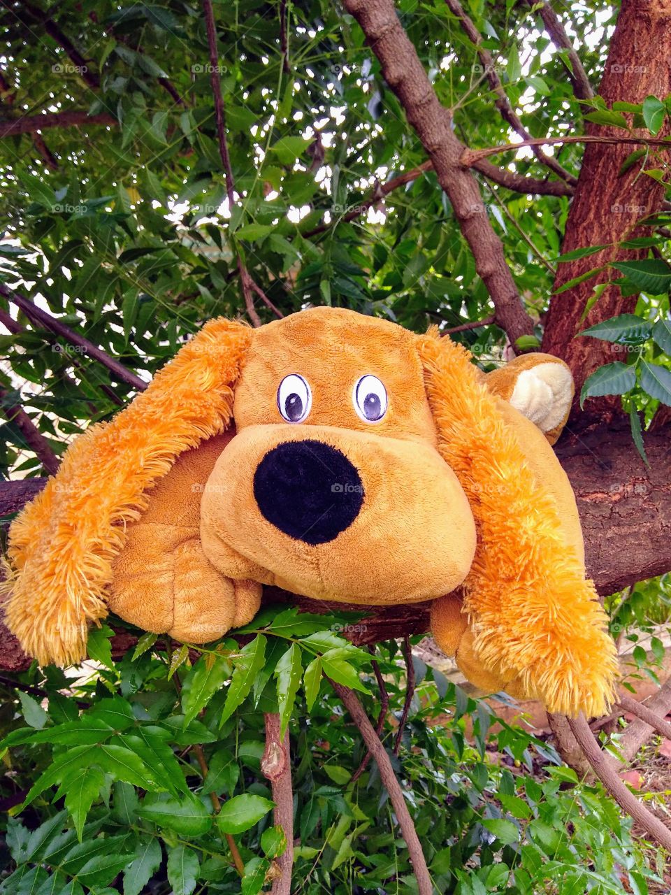 teddy