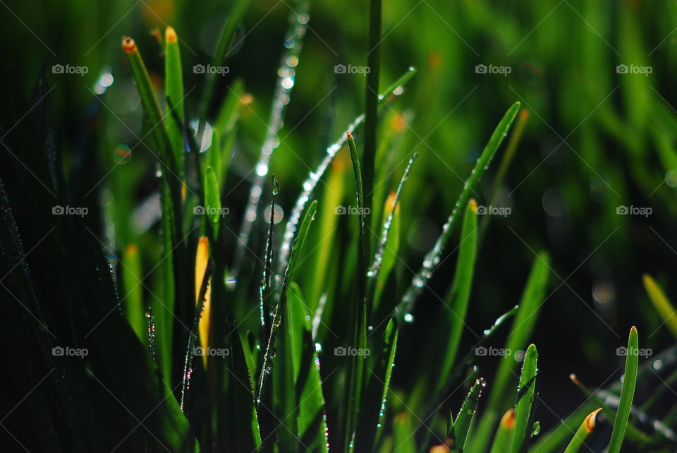 Morning dew on plants