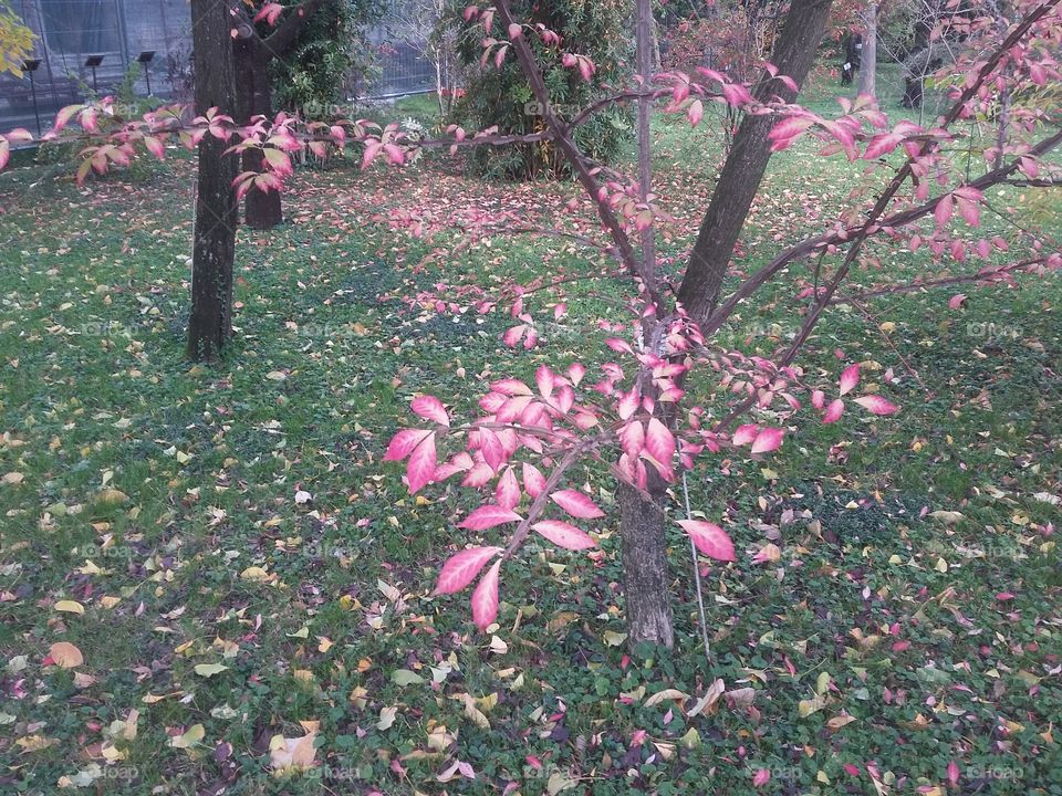 prunus leaves