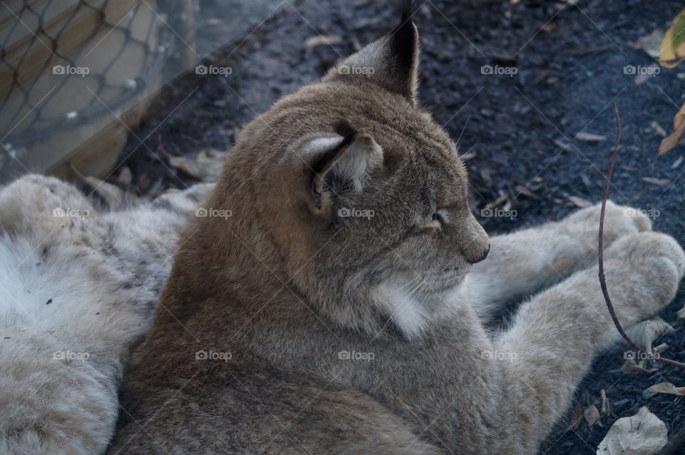 Lynx at the Buffalo Zoo