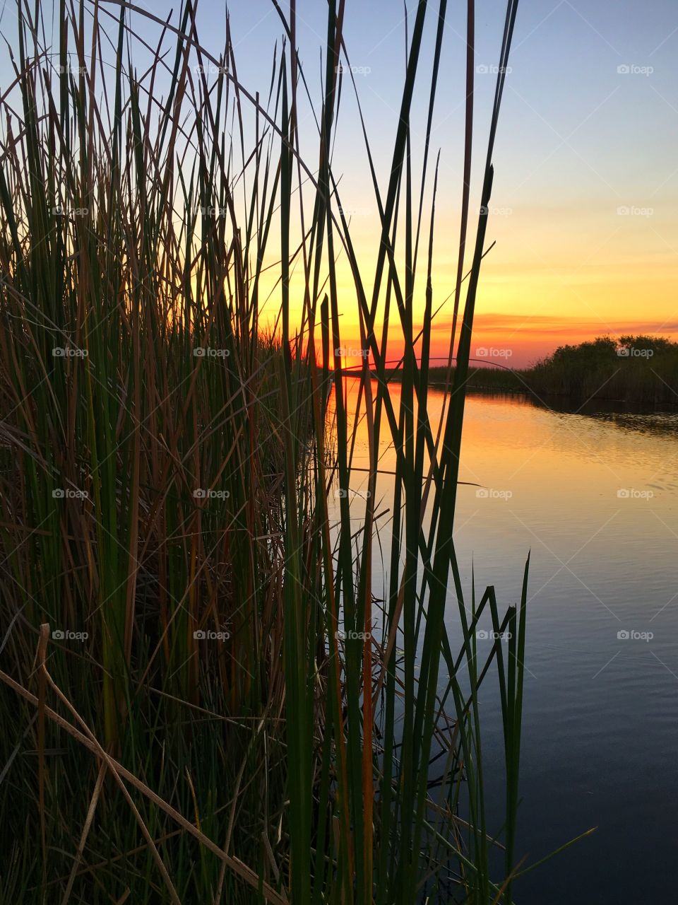 Dawn, Reed, No Person, Water, Reflection