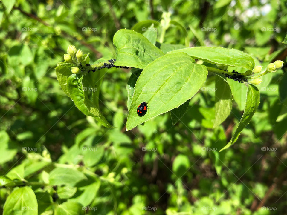 beetle on a leaf of a tree