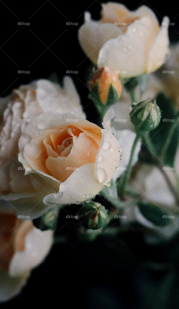 nice beautiful and cute rose flower so pretty colourful rose white and slide orange colour