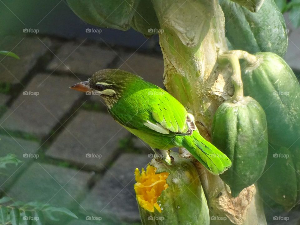 Indian/Green Barbara Bird eating Papaya