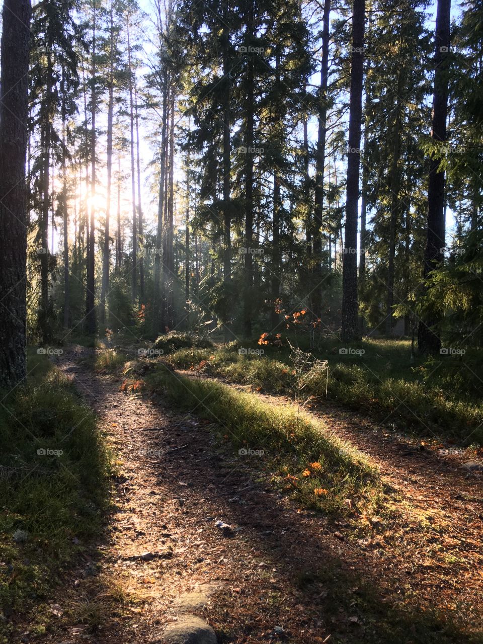 Sunlight falling in forest