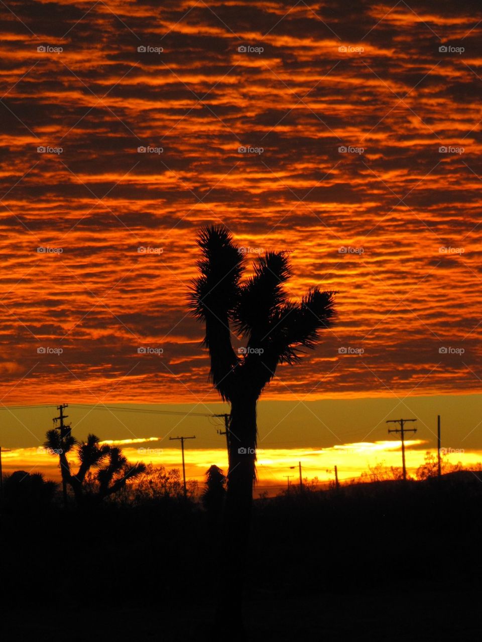 Sunrise in the California Desert