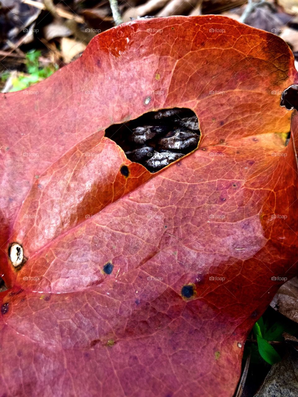 Closeup of red autumn leaf on pine cone