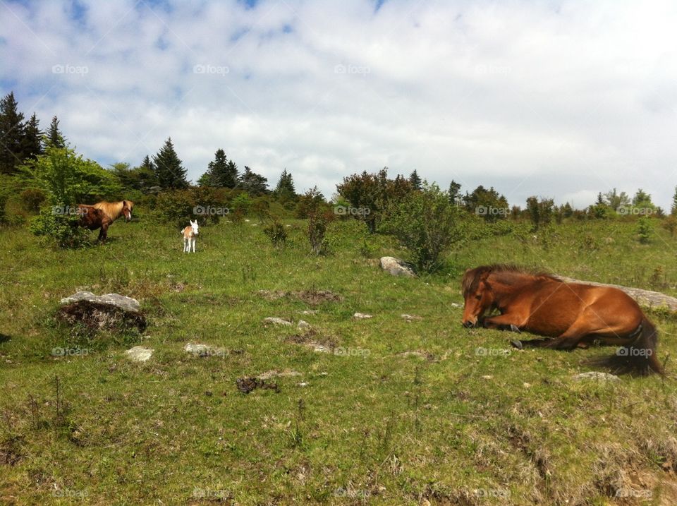 Grayson Highlands Ponies. Taken at Grayson Highlands State Park. The "wild" ponies are adorable and remarkably friendly. 