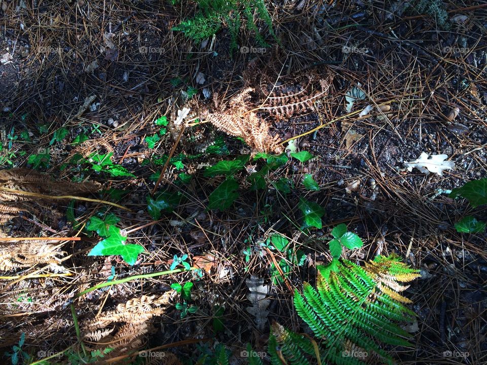 Green and brown woods