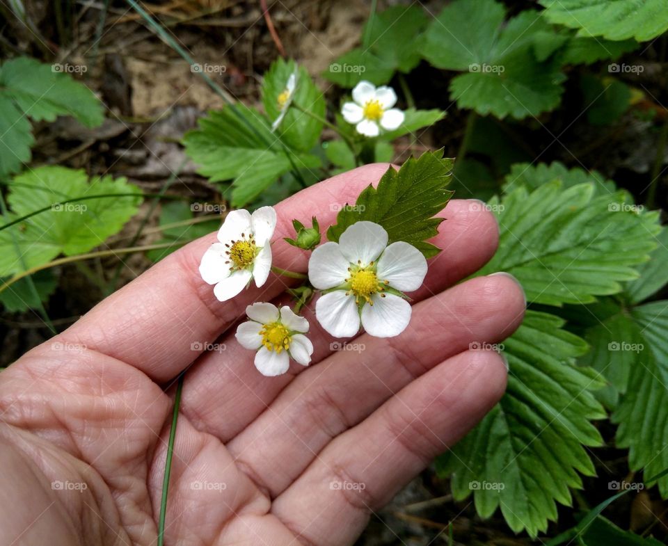 flowers and female hand love earth