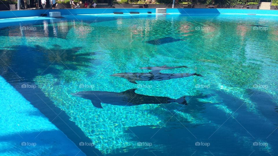 3 Dolphins swimming