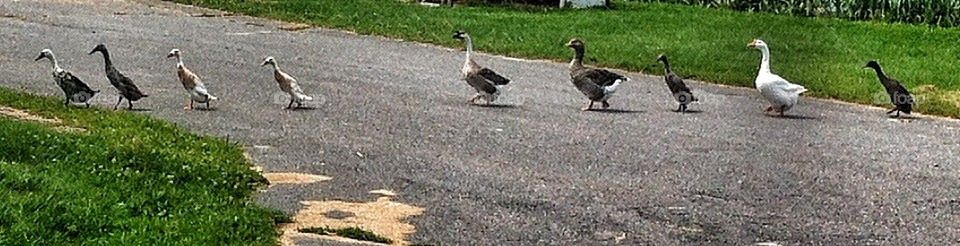 Beatles or ducks?