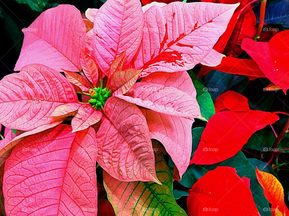 Pink and red flowers for the holidays .