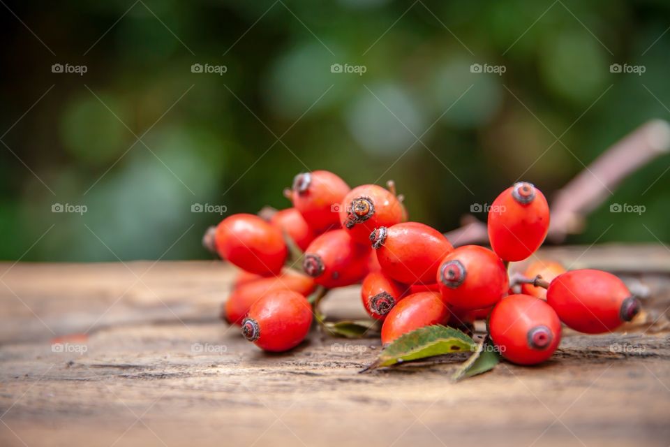 Rose hip fruits 