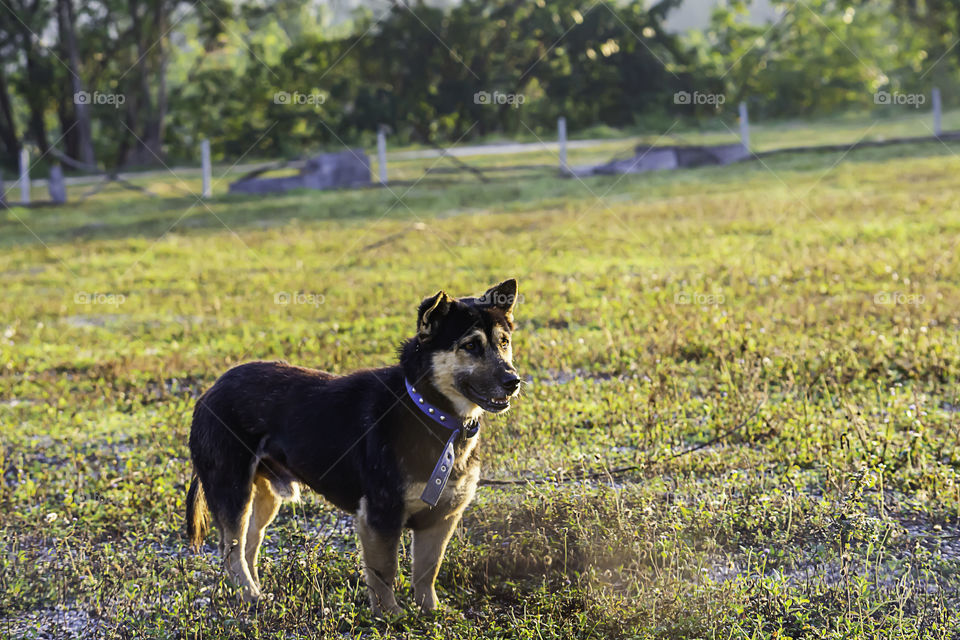 Puppies are playing in the grass and the morning sun