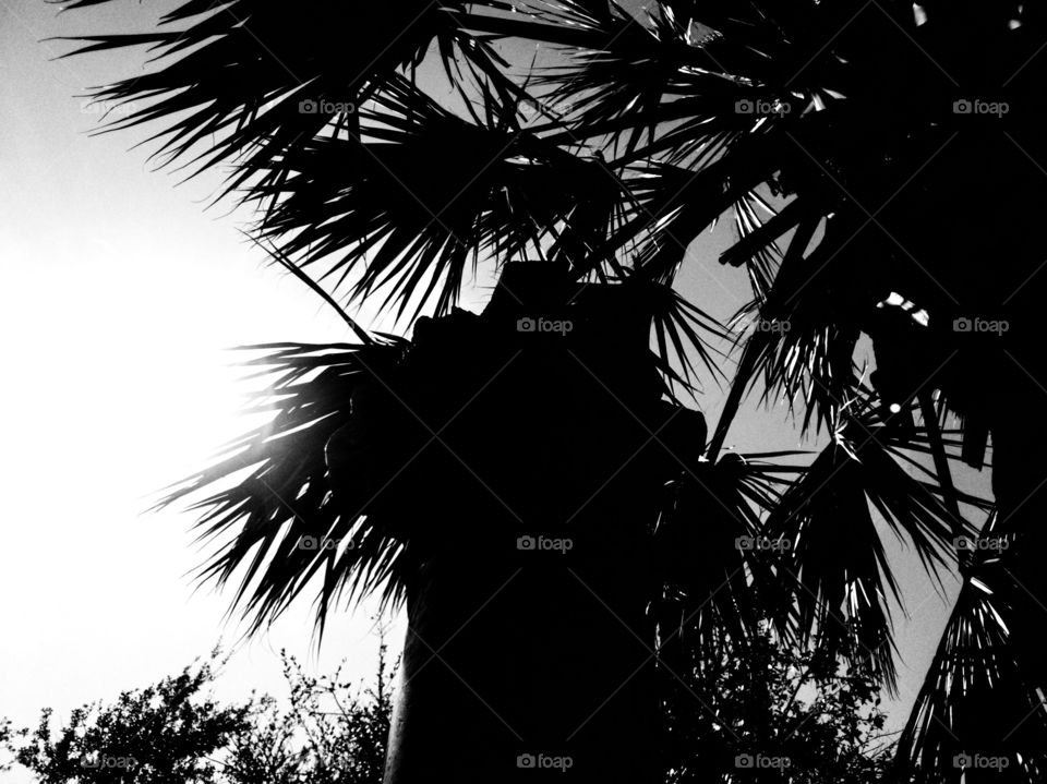 Black and white photo of palm tree leaves and a pillar Illuminated by bright sunlight