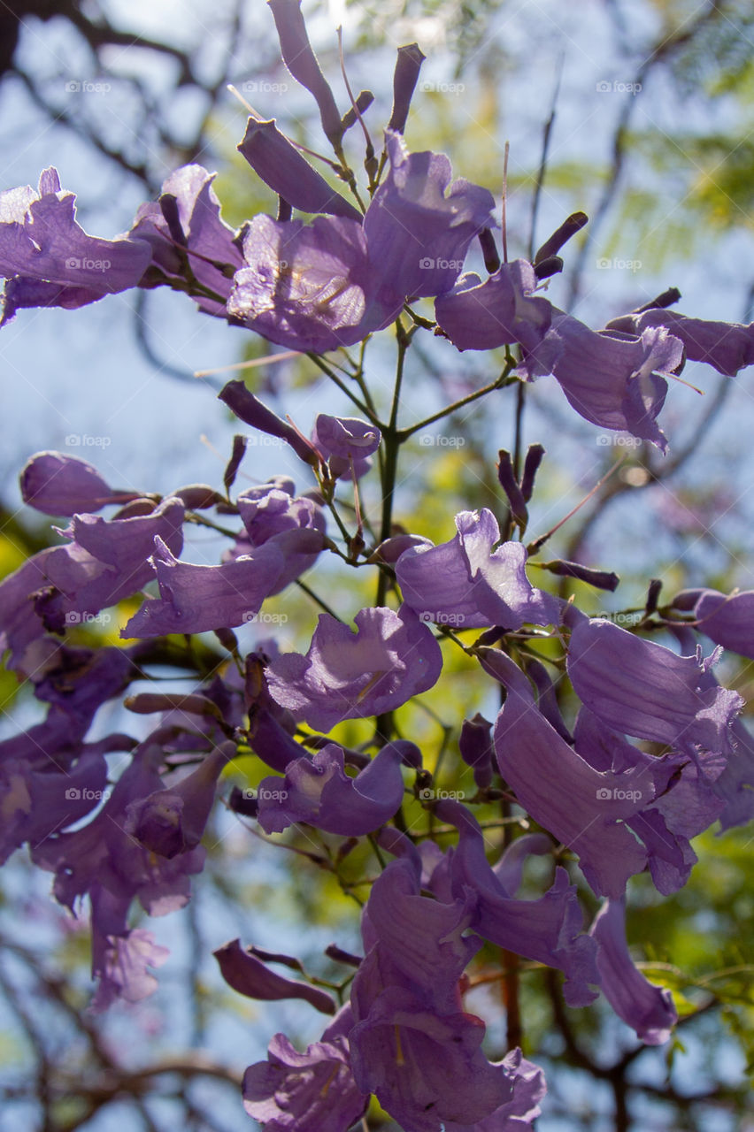 Jacarandas blooming 