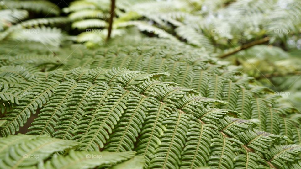 Asparagus leaf in Haggala Botanical Garden...