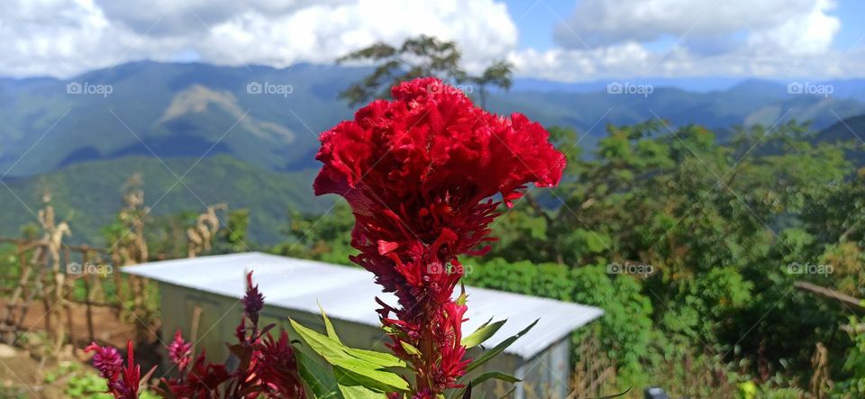 Flowers in mountain view