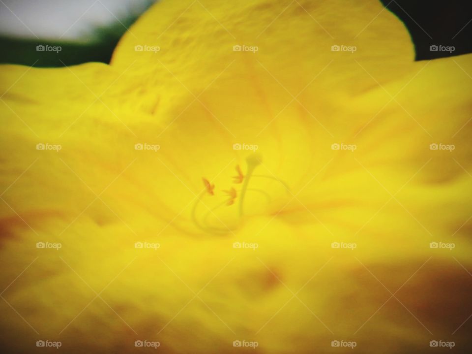 yellow flower inner