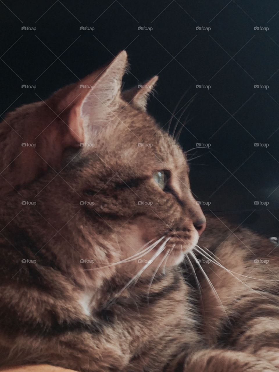 Pet cat portrait, head in profile