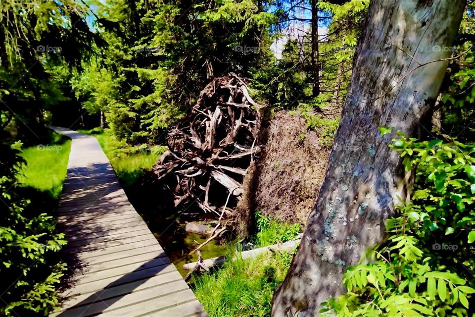 This is a trail in „Harz National Park“ by the „Oderteich“, a reservoir built in the 1700s near „St Andreasberg“ in „Harz“, „Saxony-Anhalt“ in former „East Germany“, the „DDR“ or „German Democratic Republic“. 2024. Hypnotic Productions