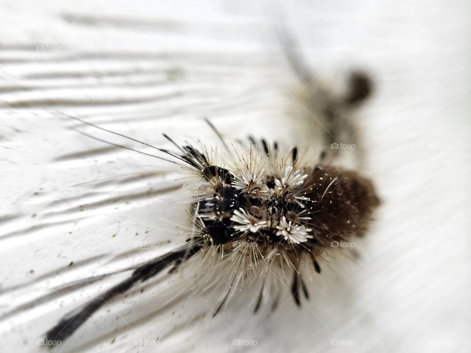 Caterpillar Up Close