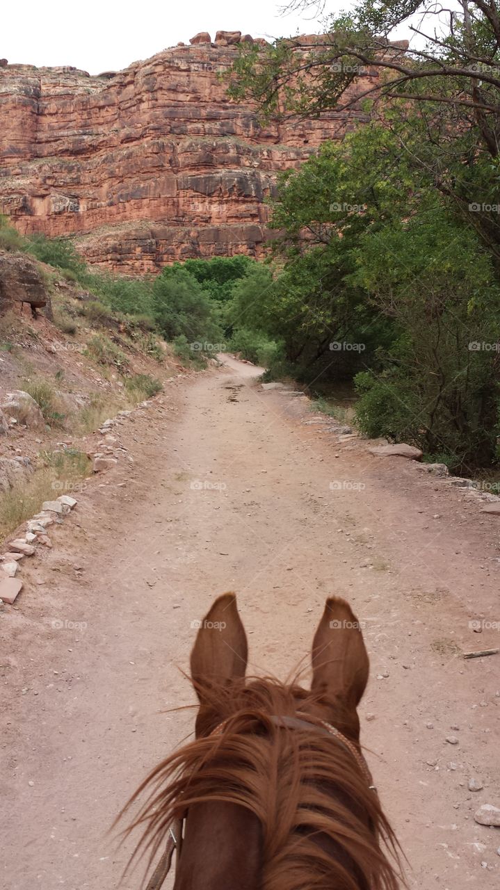 On a horse leading me through the Grand Canyon