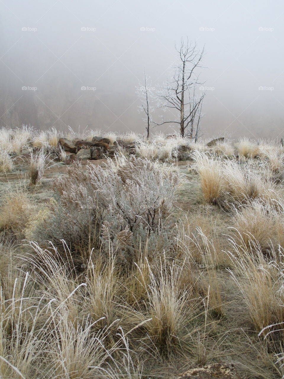 A fresh coat of frost on trees and wild grasses with Smith Rock slightly visible through morning fog on a Central Oregon morning. 