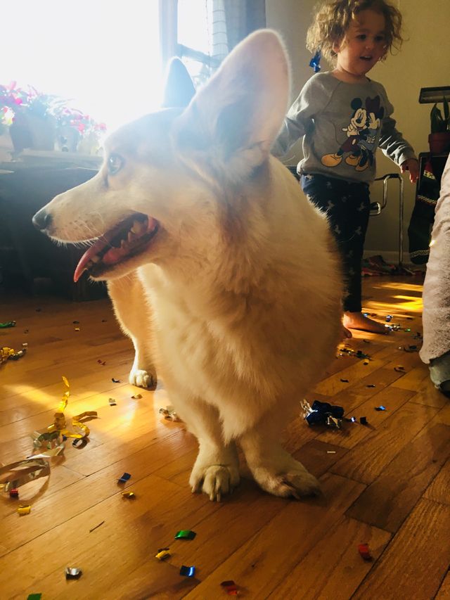 Celebrating puppy love