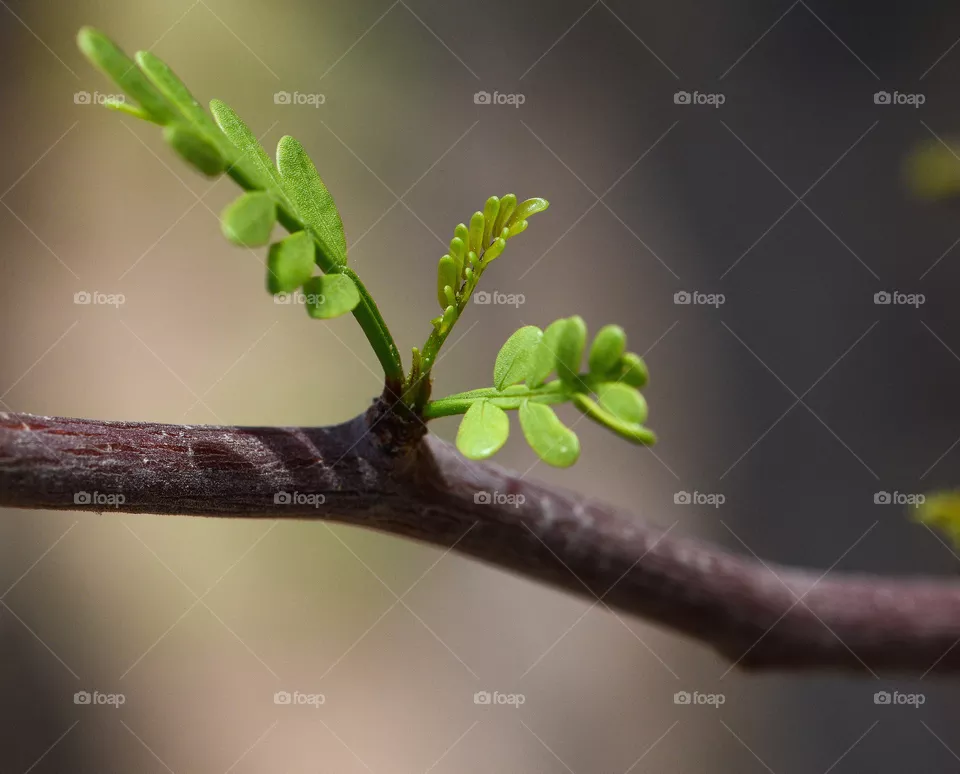 new blossom
