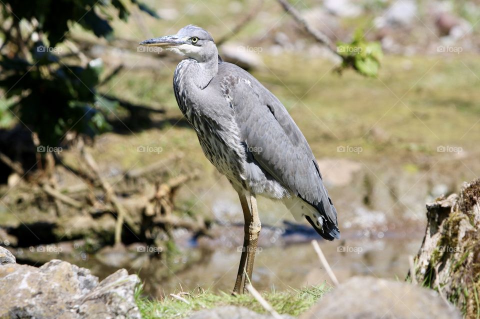 Gray heron