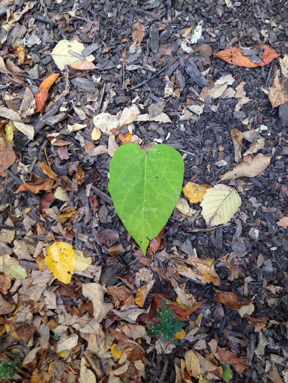 Leaf heart