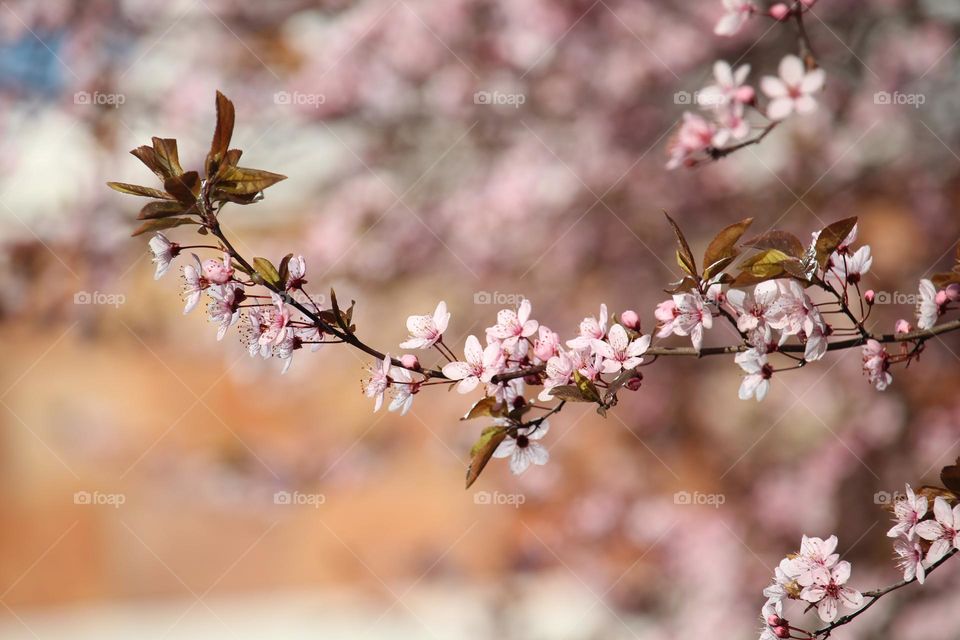 Pink spring flowers