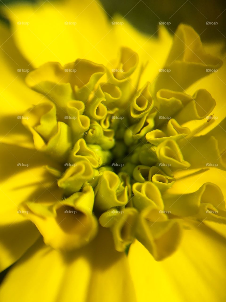 Folds on the yellow Marigold