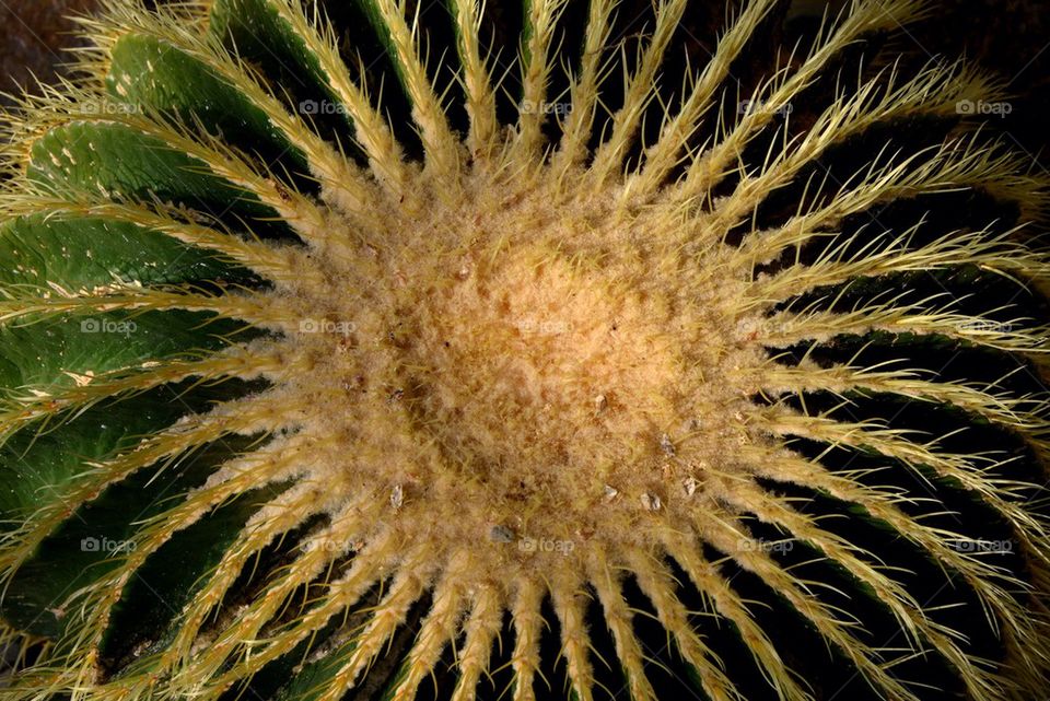Close-up of a cactus at the botanic garden in Meise, Belgium.
