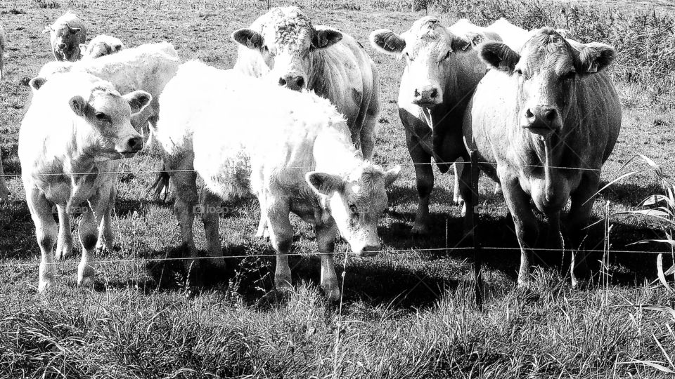 Just love them maybe because they don’t see the catastrophic features of life they have ahead of themselves...still love a piece of meat on the plate though...judgements elevated...not here to discover myself