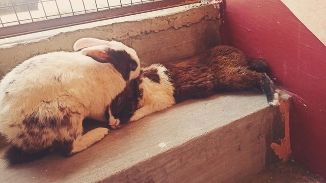 Indian Rabbit