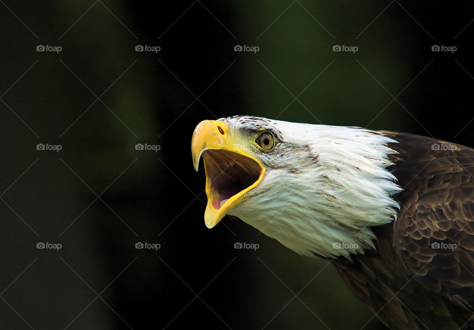 bald eagle