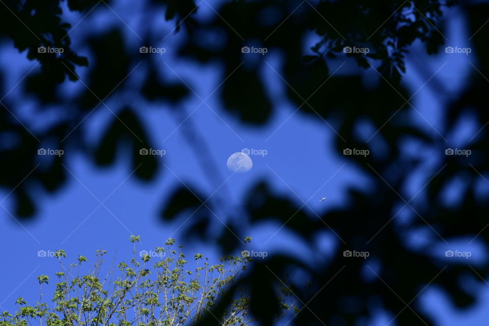 white moon in blue sky and trees