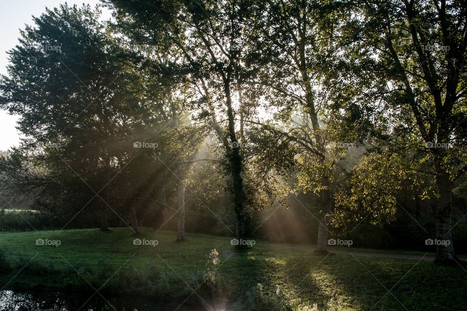 A beautiful morning in the park with a little bit fog and sun rays